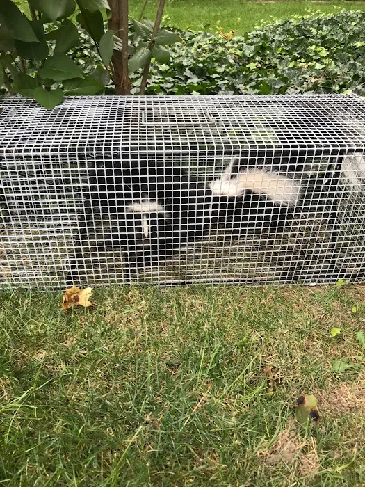 Alpha Animal Removal llc Picture 10