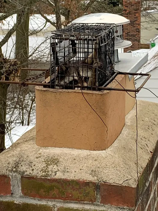 Alpha Animal Removal llc Picture 9