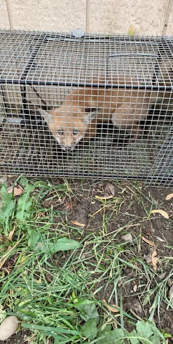 Alpha Animal Removal llc Picture 4