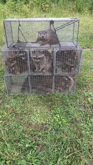 Alpha Animal Removal llc Picture 1