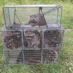 Alpha Animal Removal llc