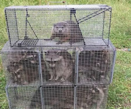 Alpha Animal Removal llc