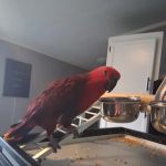 Lake Erie Wildlife LLC