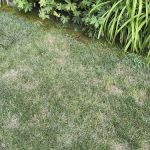 Lawn Doctor of Chardon