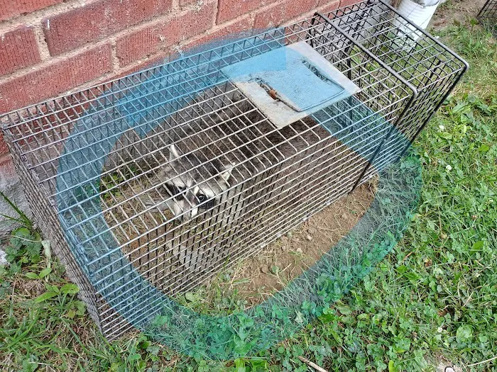 NEO Wildlife Removal Picture 2