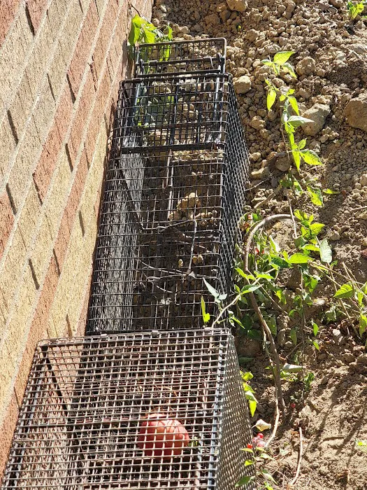 NEO Wildlife Removal Picture 7