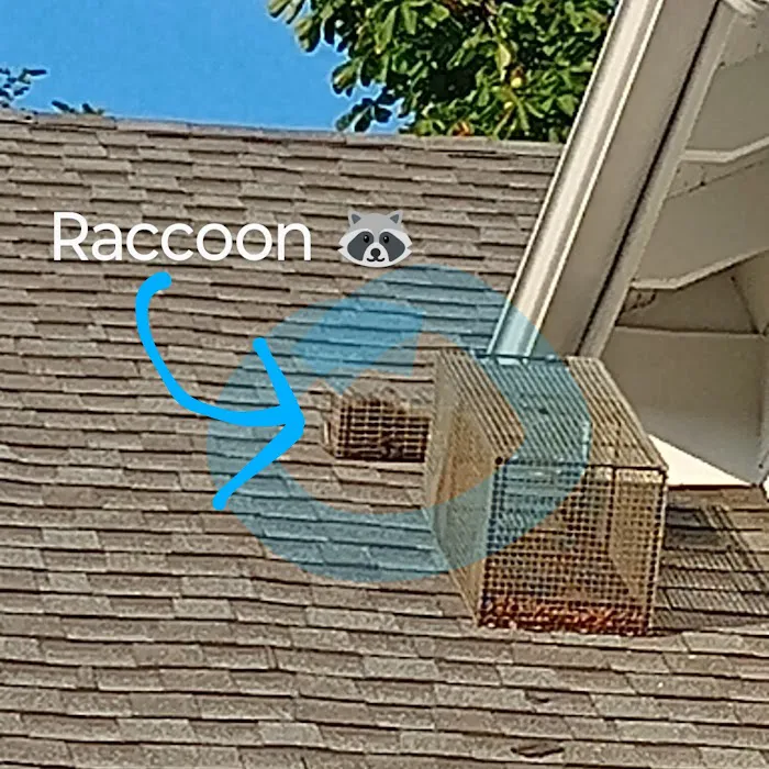 NEO Wildlife Removal Picture 8