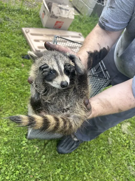 NEO Wildlife Removal Picture 5