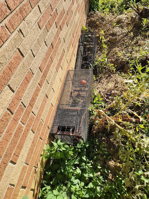 NEO Wildlife Removal Picture 6
