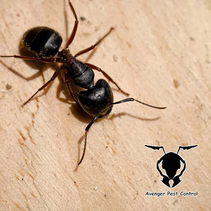 Avenger Pest Control Picture 7