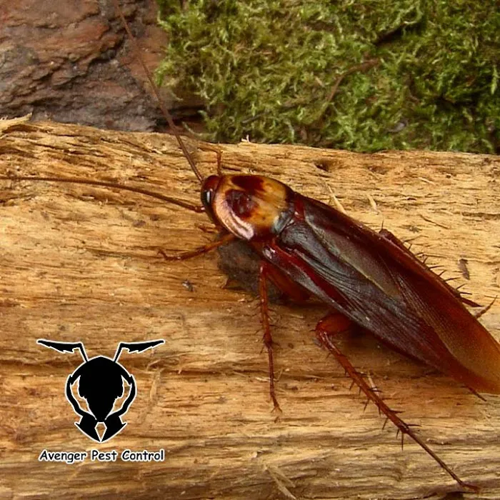 Avenger Pest Control Picture 3