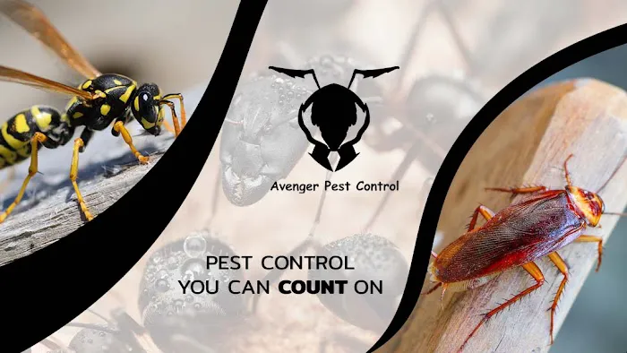 Avenger Pest Control Picture 5