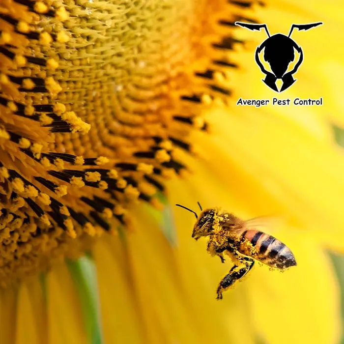 Avenger Pest Control Picture 9