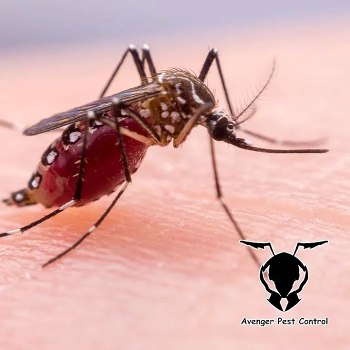 Avenger Pest Control Picture 4