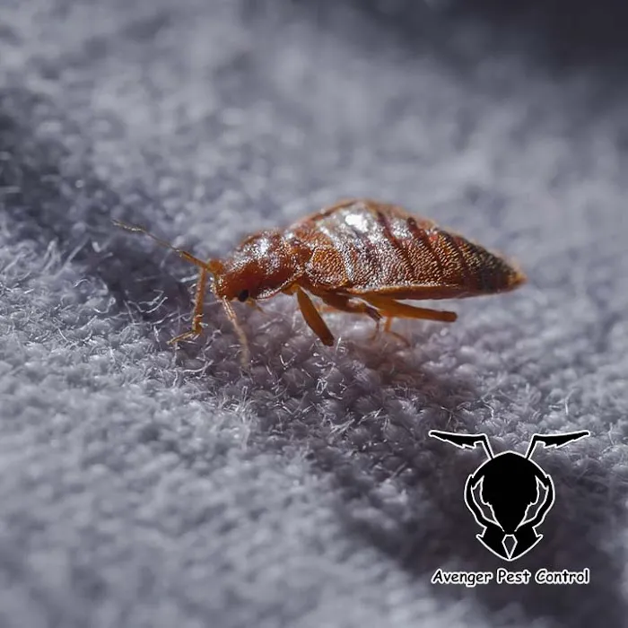 Avenger Pest Control Picture 10