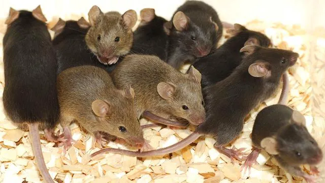 Heights Pest Control LLC Picture 6