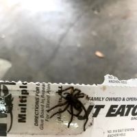 High Rock Pest Control ico