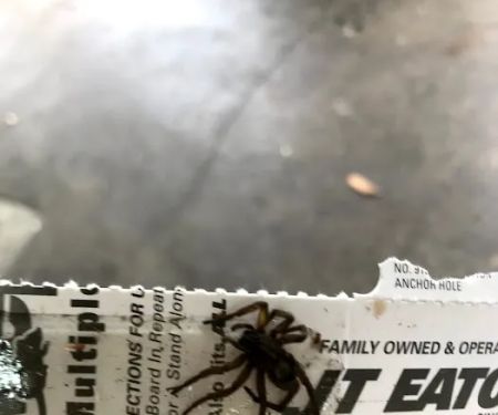 High Rock Pest Control