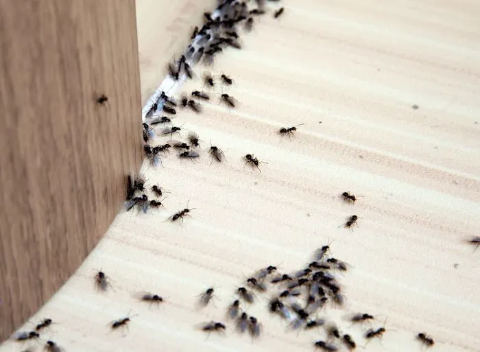 High Rock Pest Control Picture 2