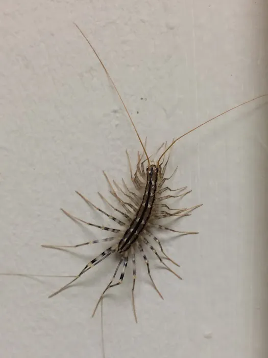 High Rock Pest Control Picture 5