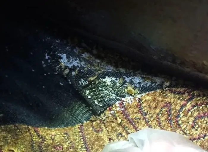 High Rock Pest Control Picture 9