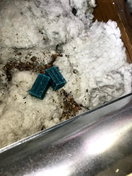 High Rock Pest Control Picture 7