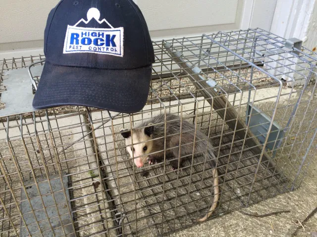 High Rock Pest Control Picture 10