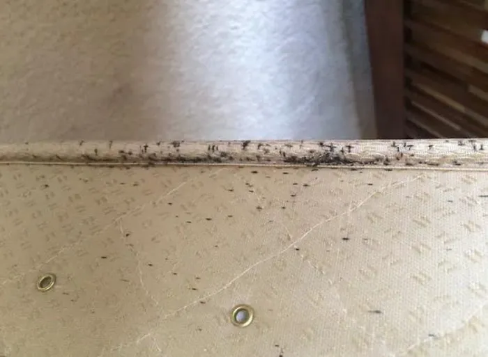 High Rock Pest Control Picture 8