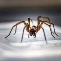 The Pest Detective ico
