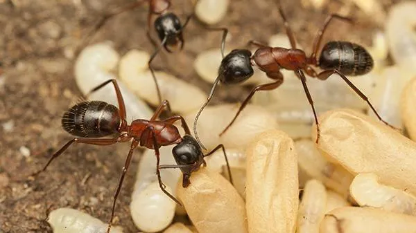 The Pest Detective Picture 2