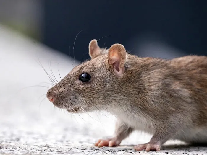 The Pest Detective Picture 5