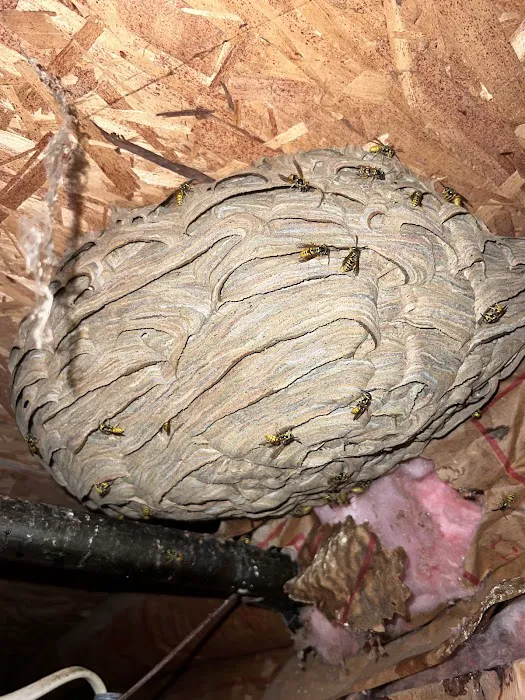 D-Bugz Pest Control LLc Picture 3