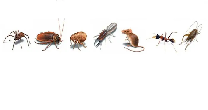 Terminix Picture 10