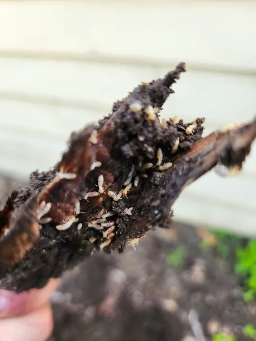 Hosterman's Home Services Pest Management Picture 4