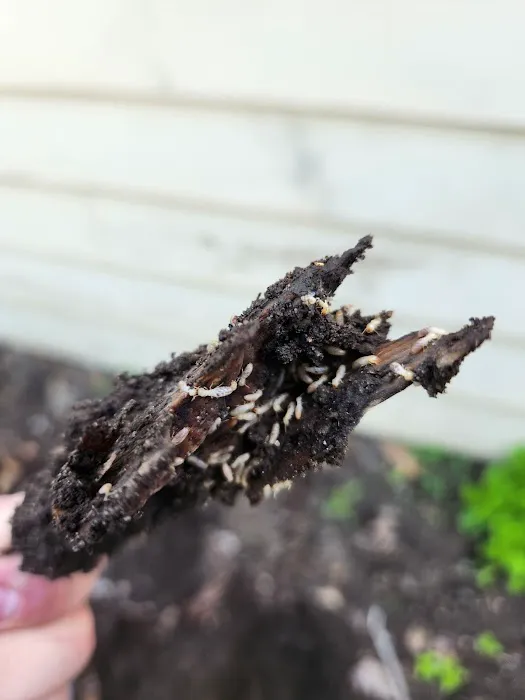 Hosterman's Home Services Pest Management Picture 9