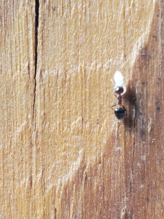Hosterman's Home Services Pest Management Picture 2