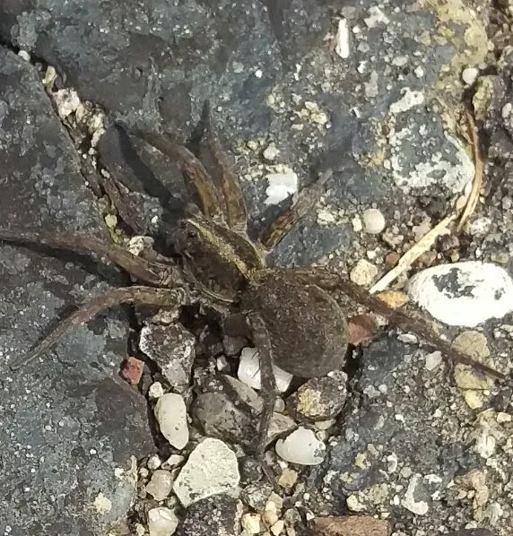 Aid Pest Control Picture 2