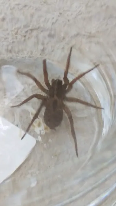 Aid Pest Control Picture 4