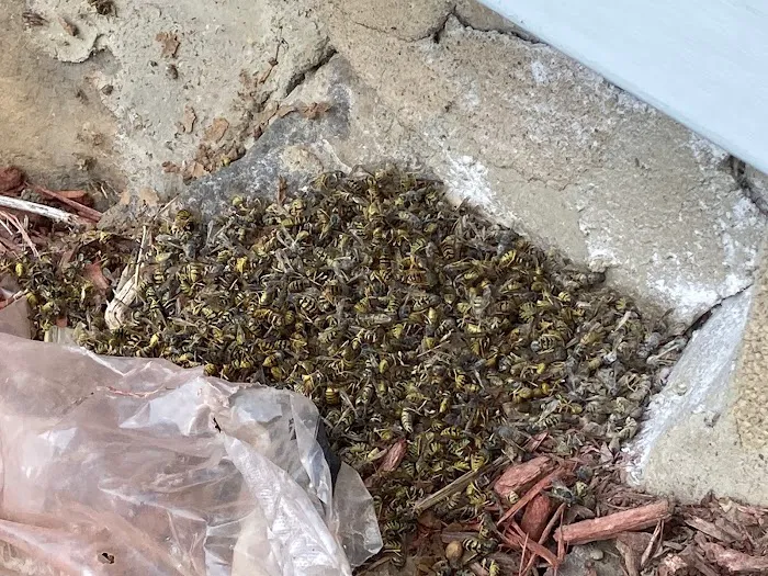 State Termite & Pest Solutions Picture 10