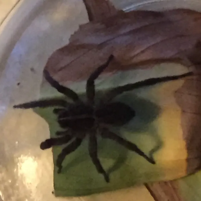 T & L Pest Control Inc Picture 2