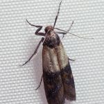 Expert Pest Management Inc.