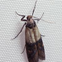 Expert Pest Management Inc. ico