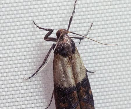 Expert Pest Management Inc.