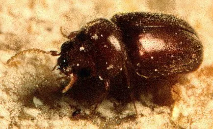 Expert Pest Management Inc. Picture 10