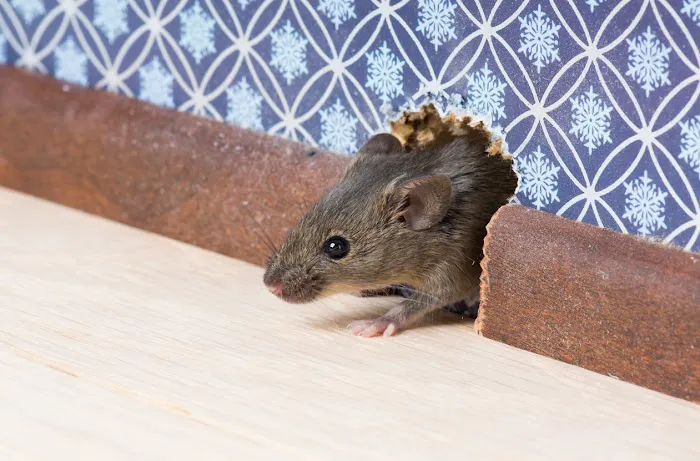McVeen & Sons' Pest & Termite Control Picture 7