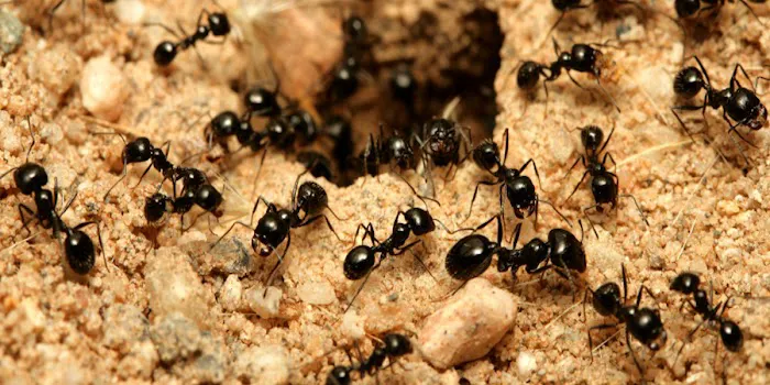 McVeen & Sons' Pest & Termite Control Picture 4