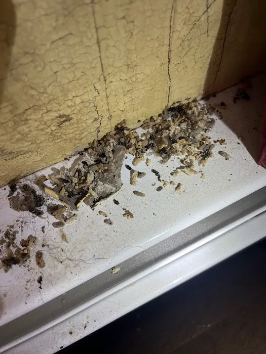 Accel Pest & Termite Control Picture 10