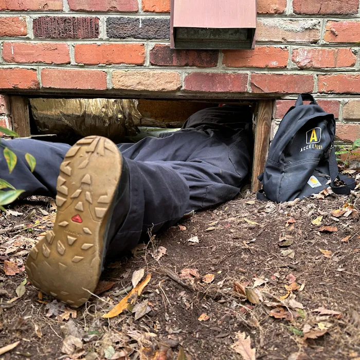 Accel Pest & Termite Control Picture 4