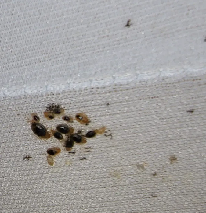The Bug Gurus Picture 10