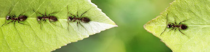 Bee-Gon Pest Control Picture 1